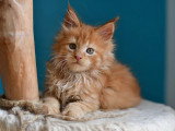 Deux chatons Maine Coon mâles LOOF nés en avril 2026 à vendre