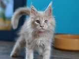 Deux chatons Maine Coon mâles LOOF nés en avril 2026 à vendre