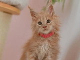 Deux chatons Maine Coon mâles LOOF nés en avril 2026 à vendre