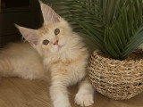 Chatonne Maine Coon à vendre