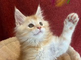 Chatonne Maine Coon à vendre