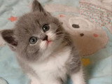 2 chatons British Shorthair bleu et blanc LOOF à réserver