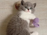 2 chatons British Shorthair bleu et blanc LOOF à réserver