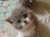 2 chatons British Shorthair bleu et blanc LOOF à réserver