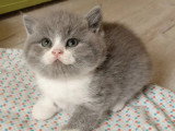 2 chatons British Shorthair bleu et blanc LOOF à réserver