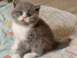 2 chatons British Shorthair bleu et blanc LOOF à réserver