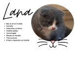 Magnifiques chatons Scottish Fold et Scottish Straight à vendre