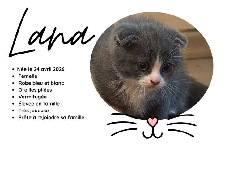 Magnifiques chatons Scottish Fold et Scottish Straight à vendre