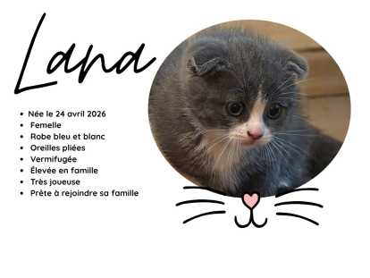 Magnifiques chatons Scottish Fold et Scottish Straight à vendre