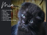 Magnifiques chatons Scottish Fold et Scottish Straight à vendre