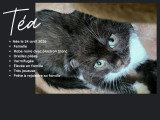 Magnifiques chatons Scottish Fold et Scottish Straight à vendre