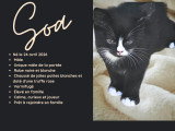 Magnifiques chatons Scottish Fold et Scottish Straight à vendre