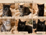 Chatons Maine Coon à vendre