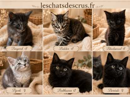 Chatons Maine Coon à vendre