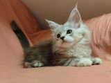 Chaton femelle Maine Coon black silver blotched tabby LOOF d'avril 2026 à vendre