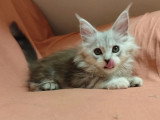 Chaton femelle Maine Coon black silver blotched tabby LOOF d'avril 2026 à vendre