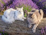 Chaton femelle Maine Coon black silver blotched tabby LOOF d'avril 2026 à vendre