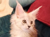 Chaton femelle Maine Coon black silver blotched tabby LOOF d'avril 2026 à vendre
