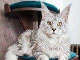 Chaton femelle Maine Coon black silver blotched tabby LOOF d'avril 2026 à vendre