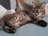 Chatonne Maine Coon LOOF à vendre