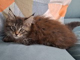 Chatonne Maine Coon LOOF à vendre