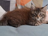 Chatonne Maine Coon LOOF à vendre