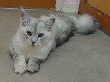 Chatonne Maine Coon LOOF à vendre