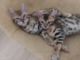 2 magnifiques chatons Bengal mâles LOOF à réserver