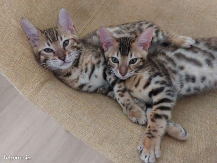2 magnifiques chatons Bengal mâles LOOF à réserver