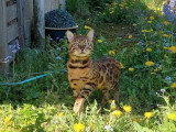 2 magnifiques chatons Bengal mâles LOOF à réserver
