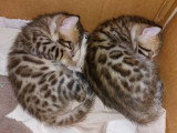 2 magnifiques chatons Bengal mâles LOOF à réserver