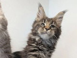 3 chatons Maine Coon LOOF nés en avril 2026 à réserver
