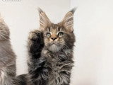 3 chatons Maine Coon LOOF nés en avril 2026 à réserver