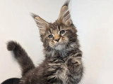 3 chatons Maine Coon LOOF nés en avril 2026 à réserver