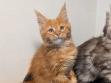 3 chatons Maine Coon LOOF nés en avril 2026 à réserver