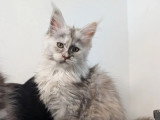 3 chatons Maine Coon LOOF nés en avril 2026 à réserver