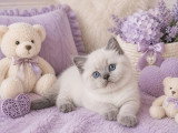 3 chatons British Shorthair LOOF nés en mai 2026 en vente