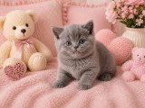 3 chatons British Shorthair LOOF nés en mai 2026 en vente