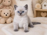 3 chatons British Shorthair LOOF nés en mai 2026 en vente