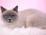 3 chatons British Shorthair LOOF nés en mai 2026 en vente