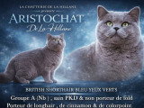 3 chatons British Shorthair LOOF nés en mai 2026 en vente