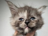 10 chatons Maine Coon LOOF nés en mai 2026 à réserver