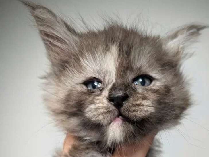 10 chatons Maine Coon LOOF nés en mai 2026 à réserver