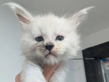 10 chatons Maine Coon LOOF nés en mai 2026 à réserver