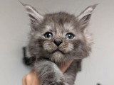 10 chatons Maine Coon LOOF nés en mai 2026 à réserver