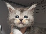 10 chatons Maine Coon LOOF nés en mai 2026 à réserver