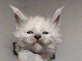 10 chatons Maine Coon LOOF nés en mai 2026 à réserver