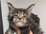 10 chatons Maine Coon LOOF nés en mai 2026 à réserver