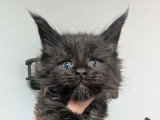 10 chatons Maine Coon LOOF nés en mai 2026 à réserver