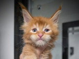 10 chatons Maine Coon LOOF nés en mai 2026 à réserver